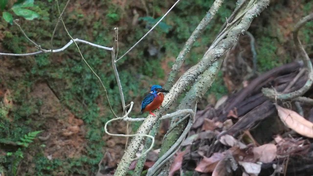 Blue-eared Kingfisher - ML612150948