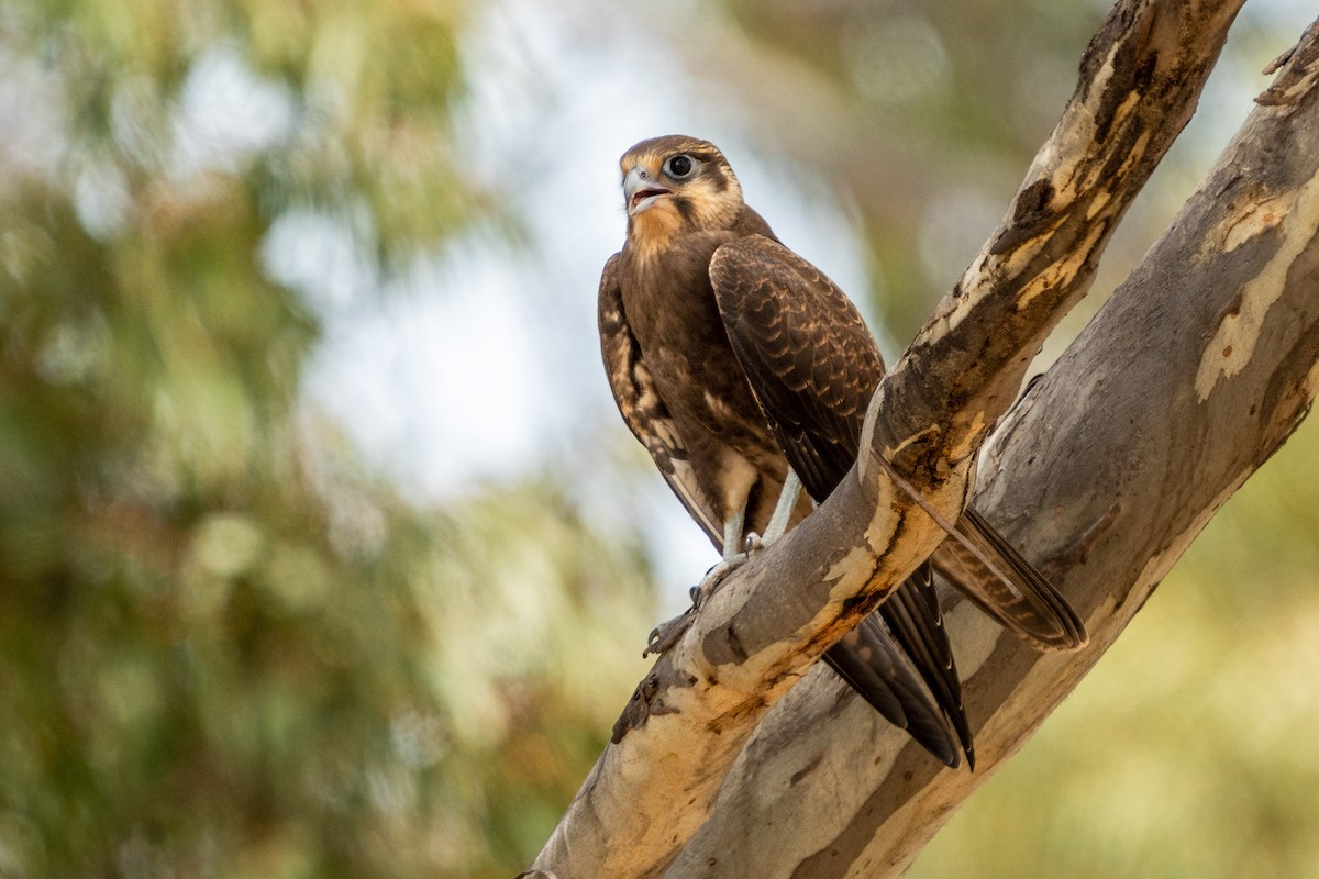 Brown Falcon - ML612151018