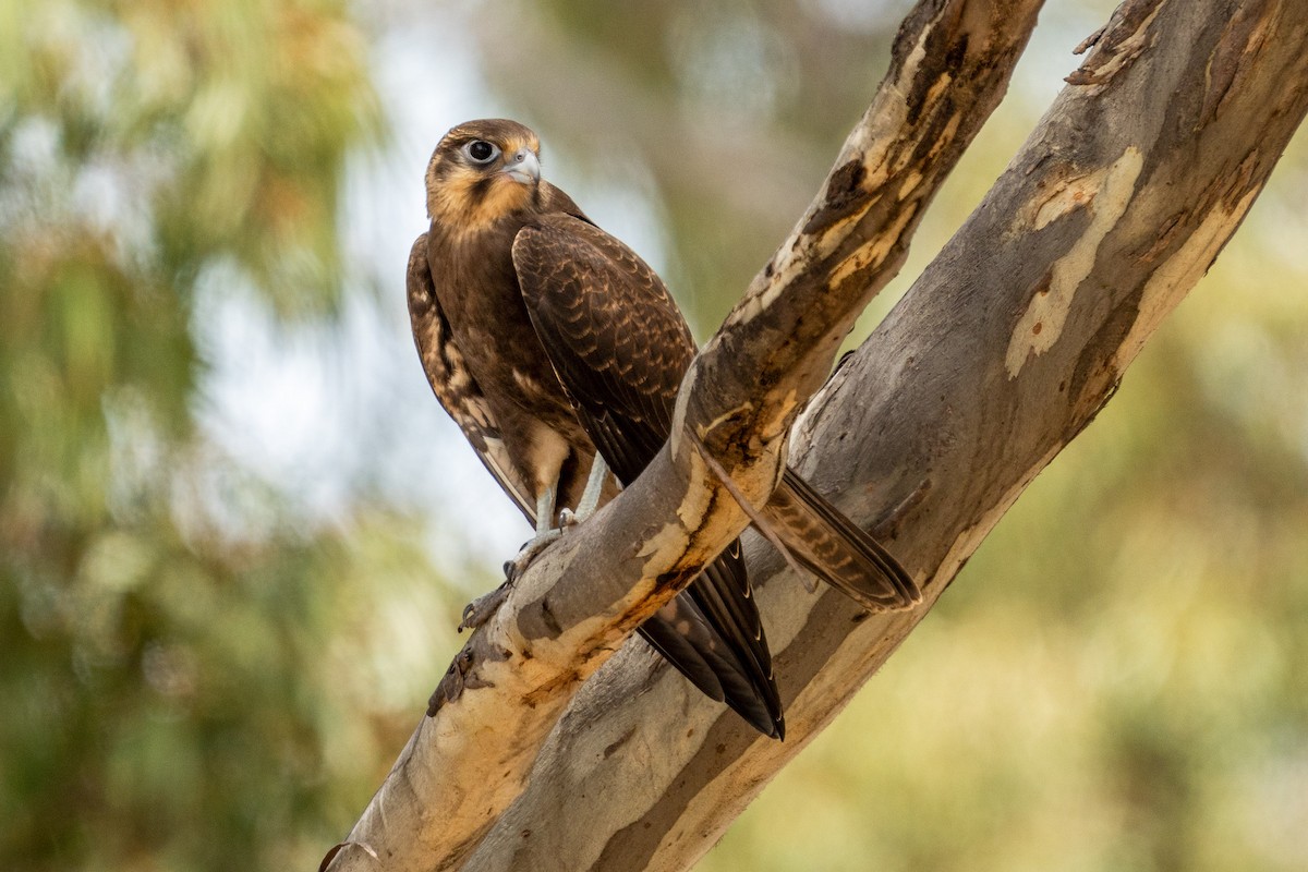 Brown Falcon - ML612151019