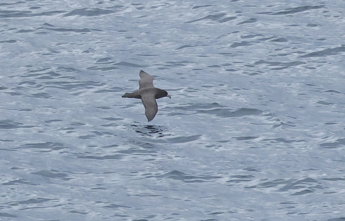 White-chinned Petrel - ML612151026