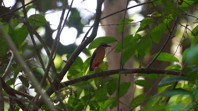 Indian Pitta - ML612151084