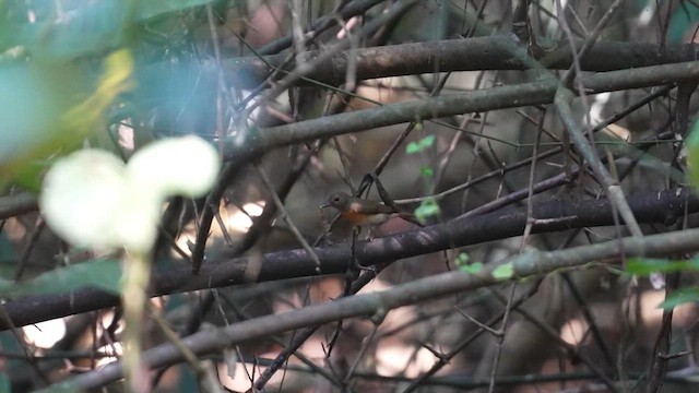 藍喉藍仙鶲 - ML612151094