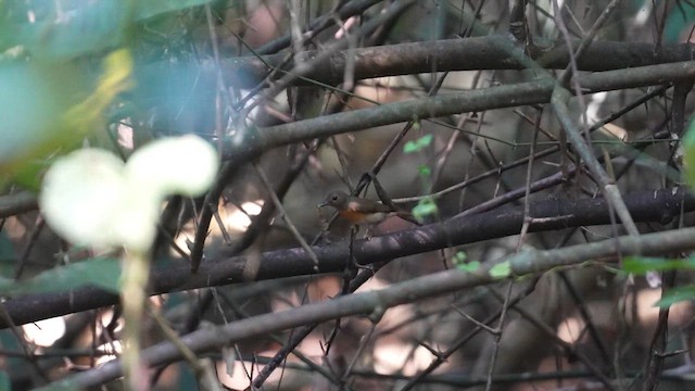 Blue-throated Flycatcher - ML612151094