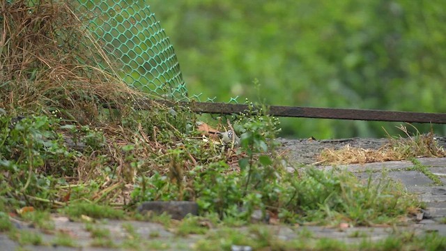 Indian Yellow Tit - ML612151133