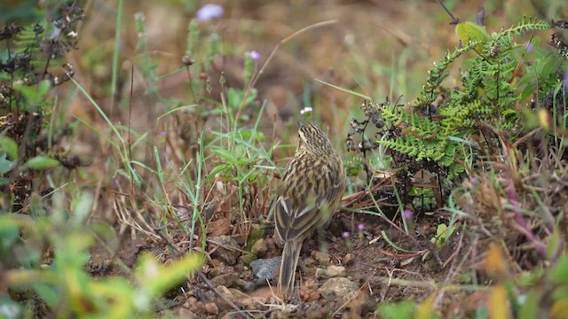 Nilgiri Pipit - ML612151176