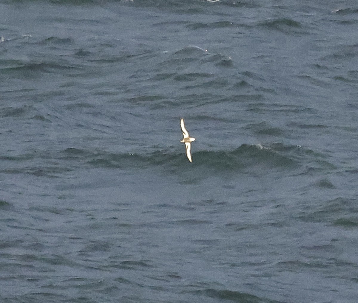 Mottled Petrel - ML612151278