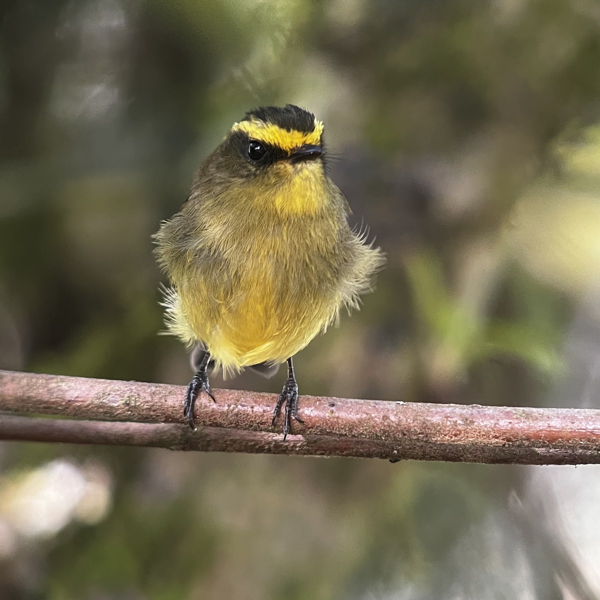 Yellow-bellied Chat-Tyrant - ML612151284
