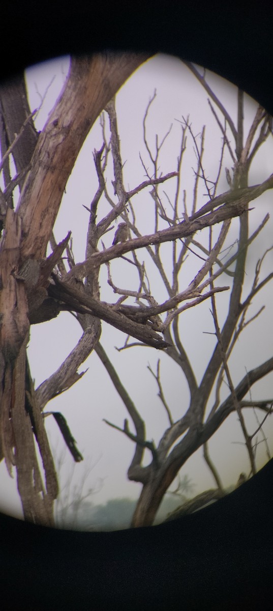 Spotted Owlet - ML612151305