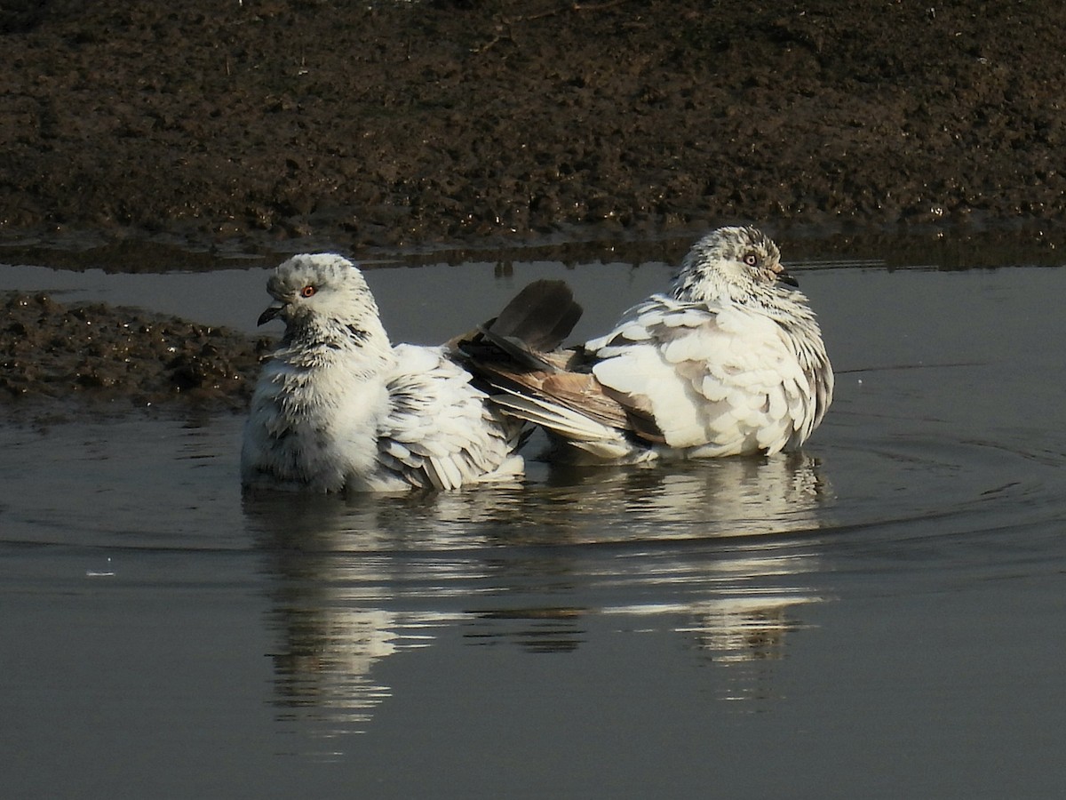 Rock Pigeon (Feral Pigeon) - ML612151306