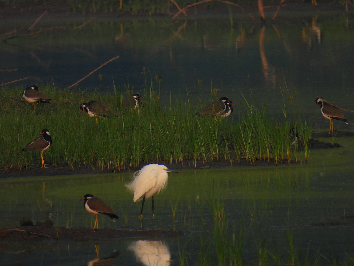 Little Egret - ML612151331