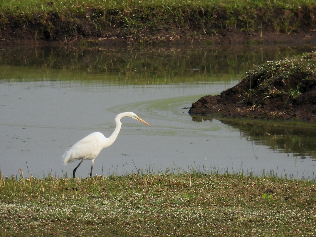 Great Egret - ML612151335