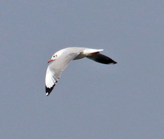 Brown-headed Gull - ML612151342