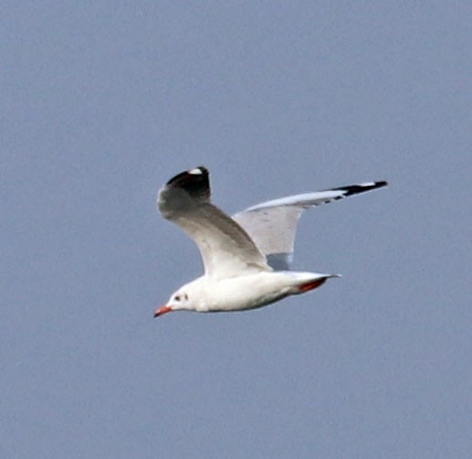 Brown-headed Gull - Raju Pasalkar