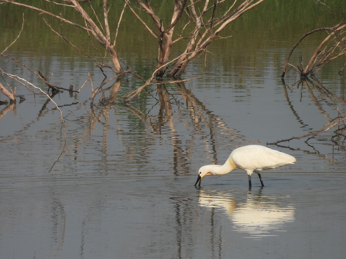 Eurasian Spoonbill - ML612151385