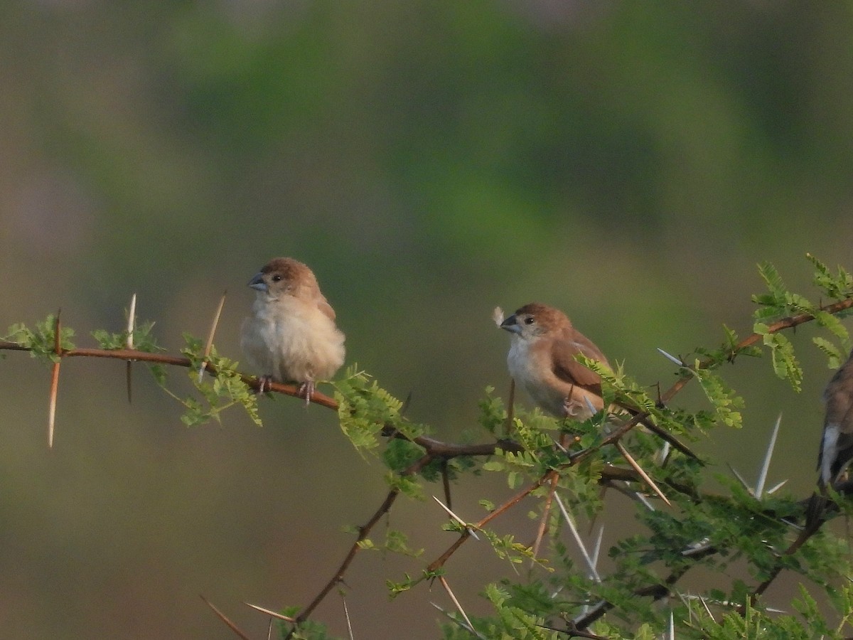 Indian Silverbill - ML612151420