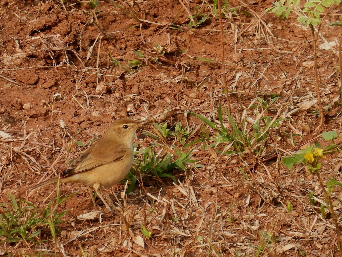 Booted Warbler - ML612151426