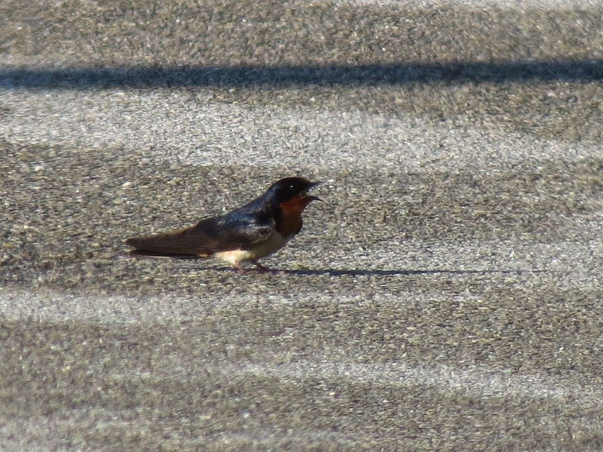 Barn Swallow - ML61215161