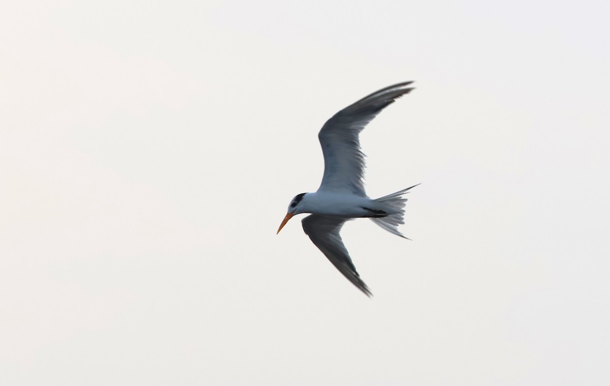 Lesser Crested Tern - ML612151633