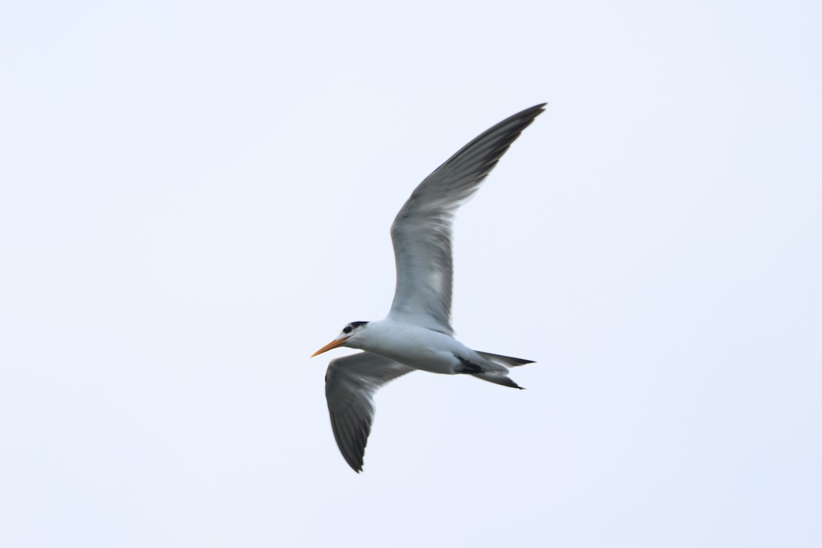 Lesser Crested Tern - ML612151635
