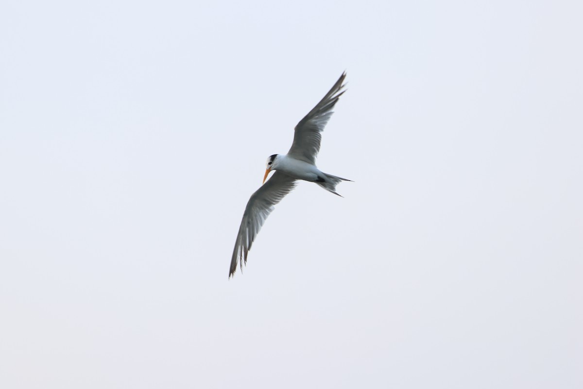 Lesser Crested Tern - ML612151636