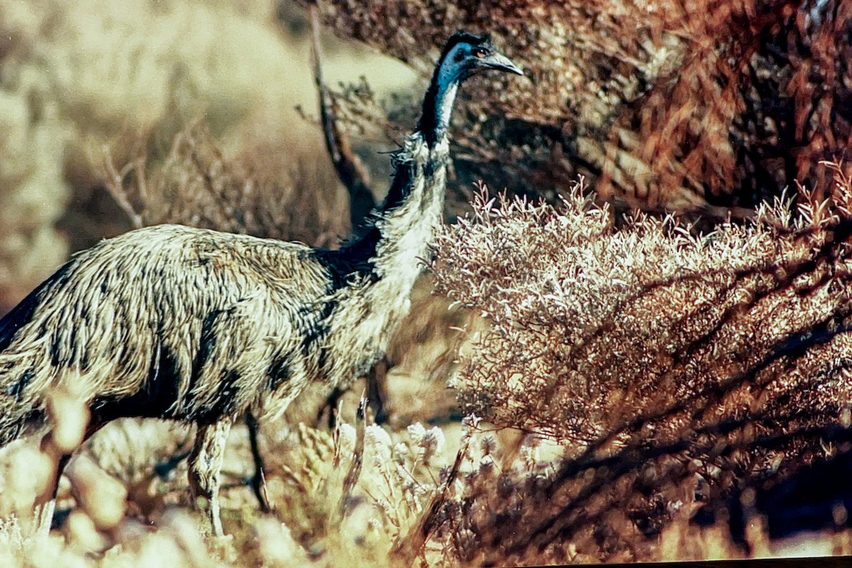 emu hnědý - ML612151699