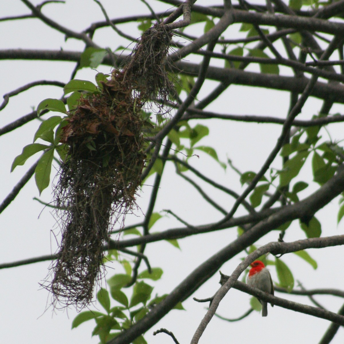 Red-headed Weaver (Southern) - ML612151765