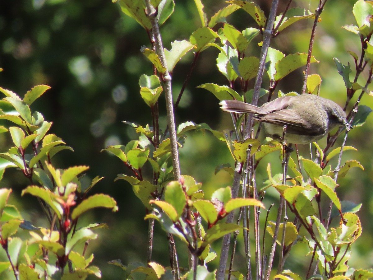 Gray Gerygone - ML612151917