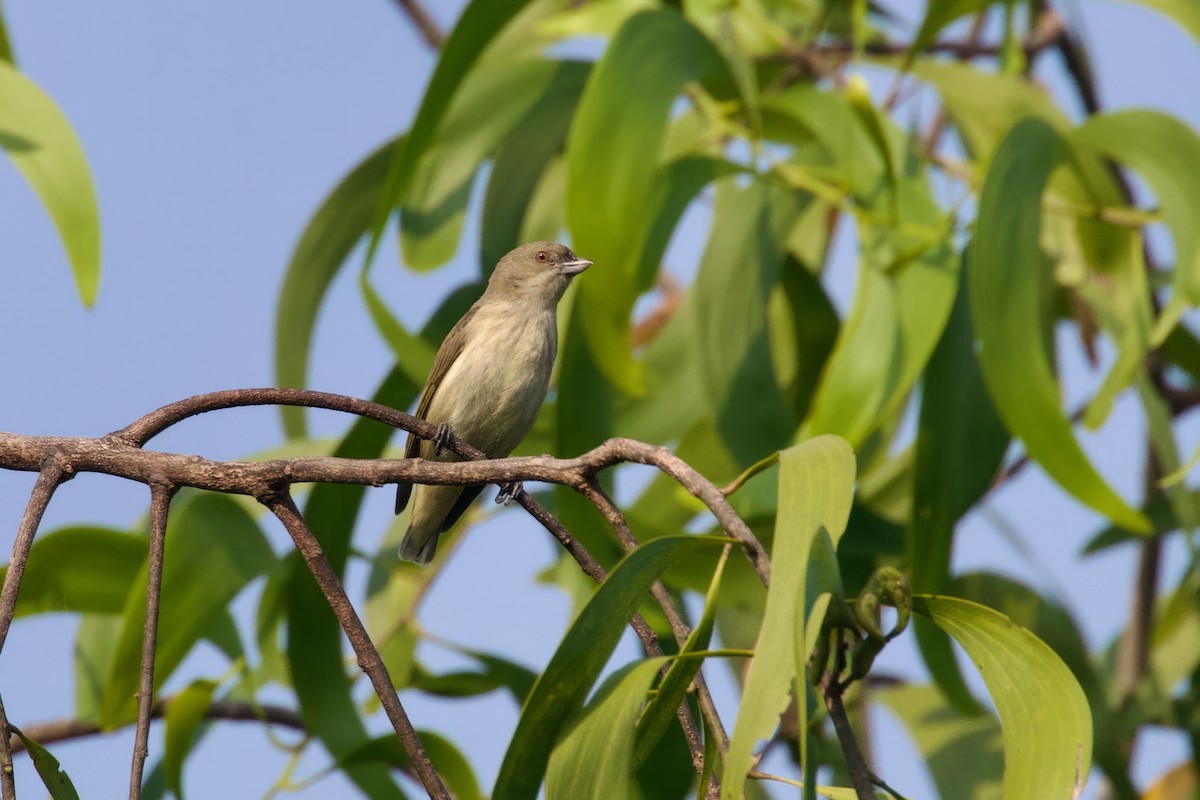 Thick-billed Flowerpecker - ML612151998