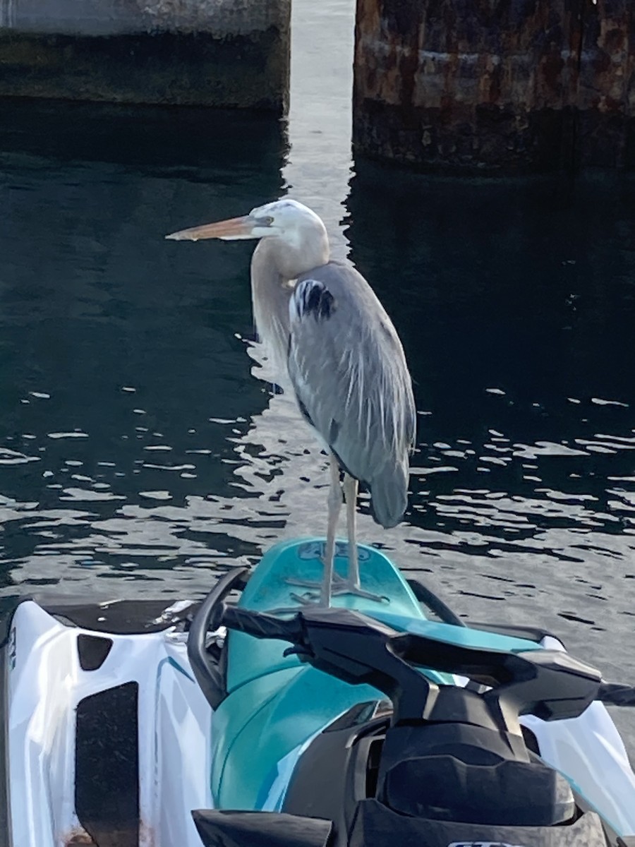 Great Blue Heron (Wurdemann's) - ML612152041