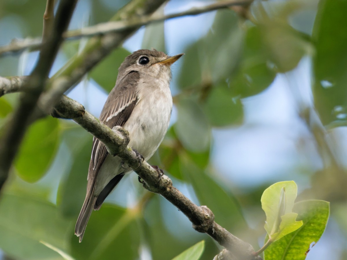 Asian Brown Flycatcher - ML612152090