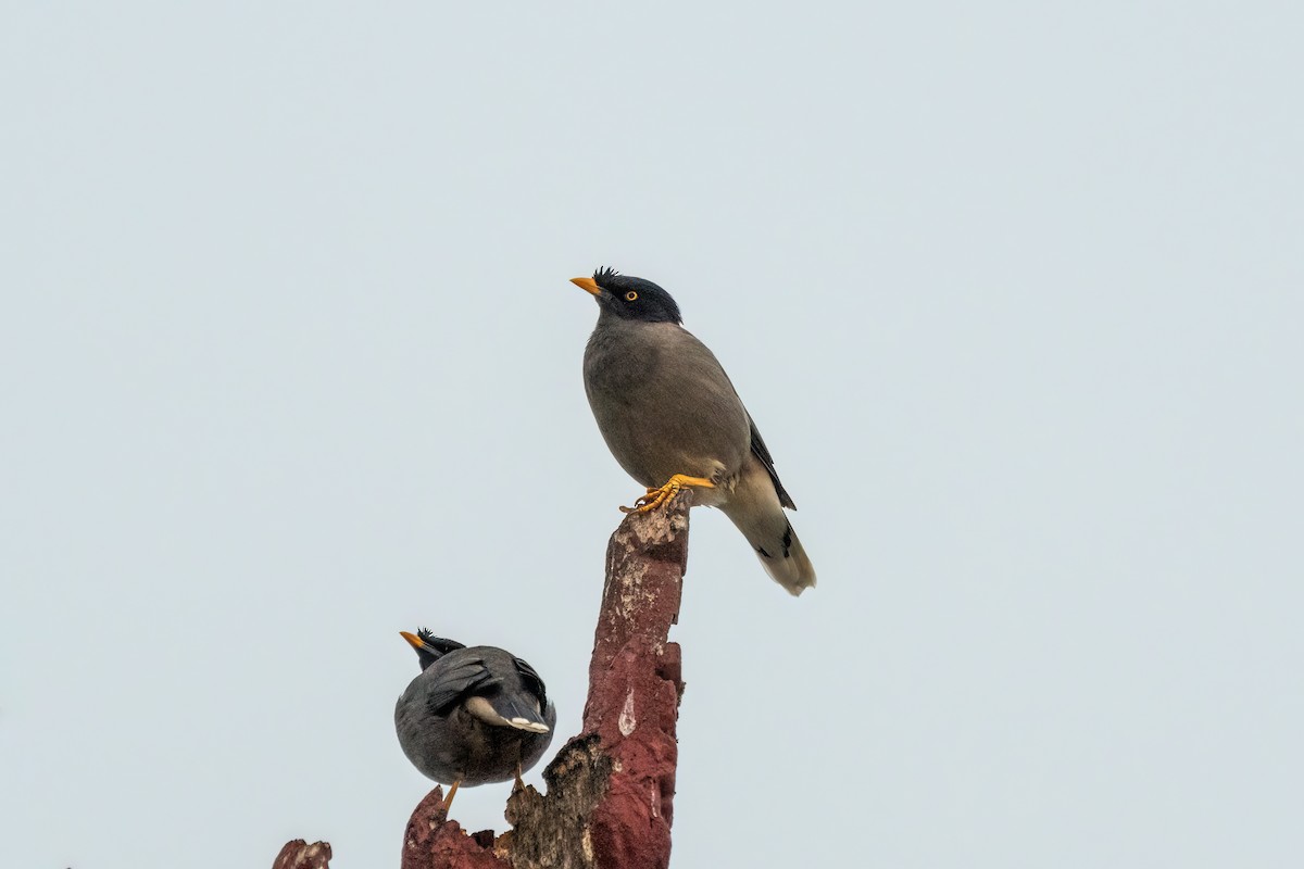 Jungle Myna - ML612152111