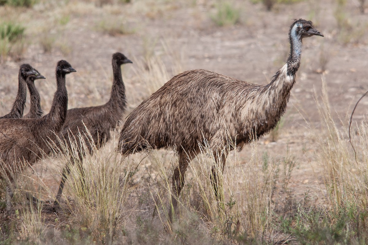 emu hnědý - ML612152318