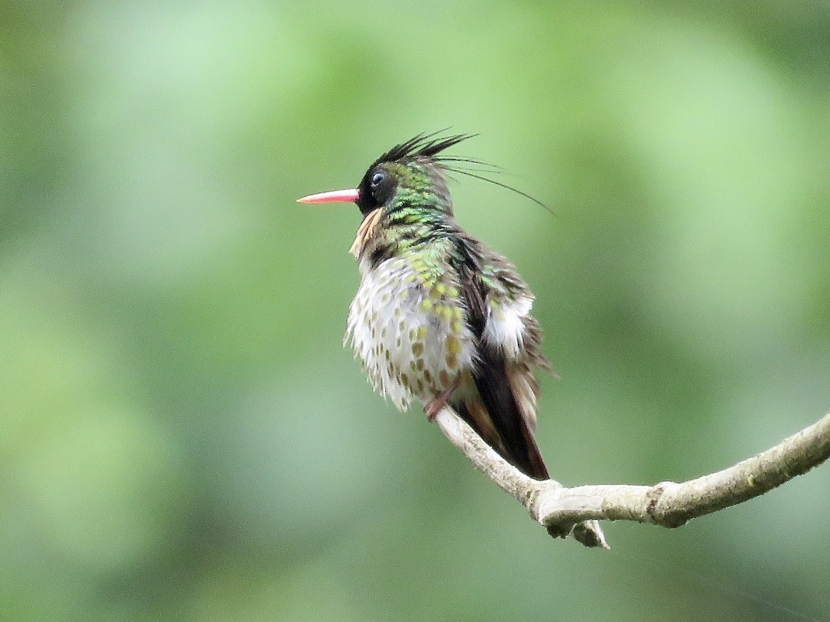 Black-crested Coquette - Simon Pearce