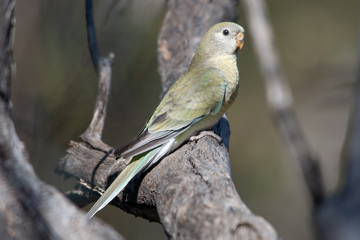 Red-rumped Parrot - ML612152384
