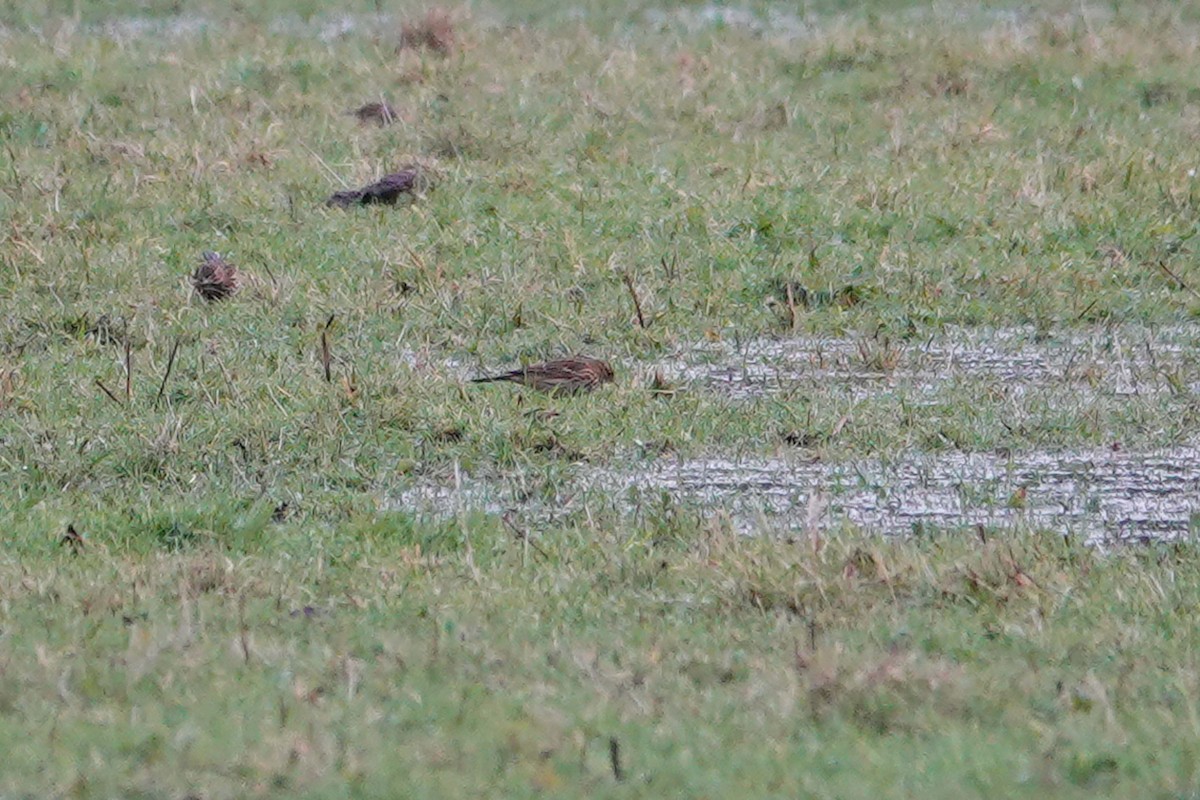 Meadow Pipit - Ray Scally