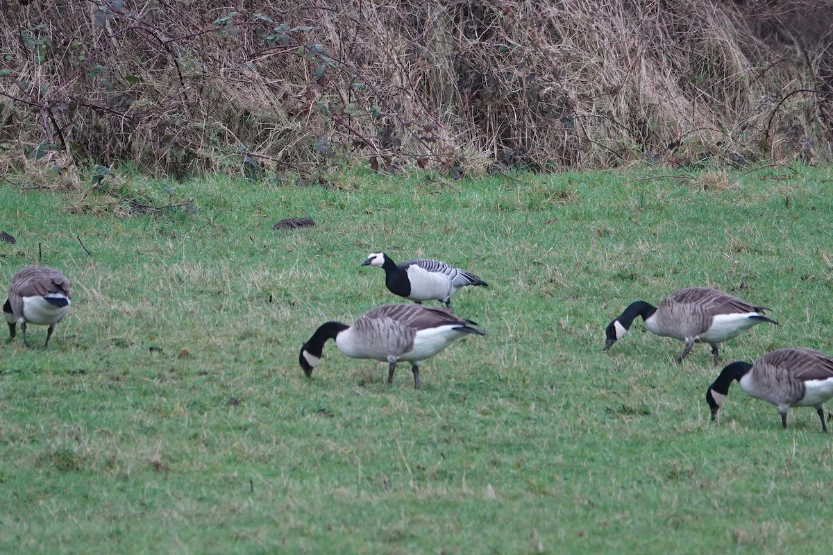 Barnacle Goose - Ray Scally