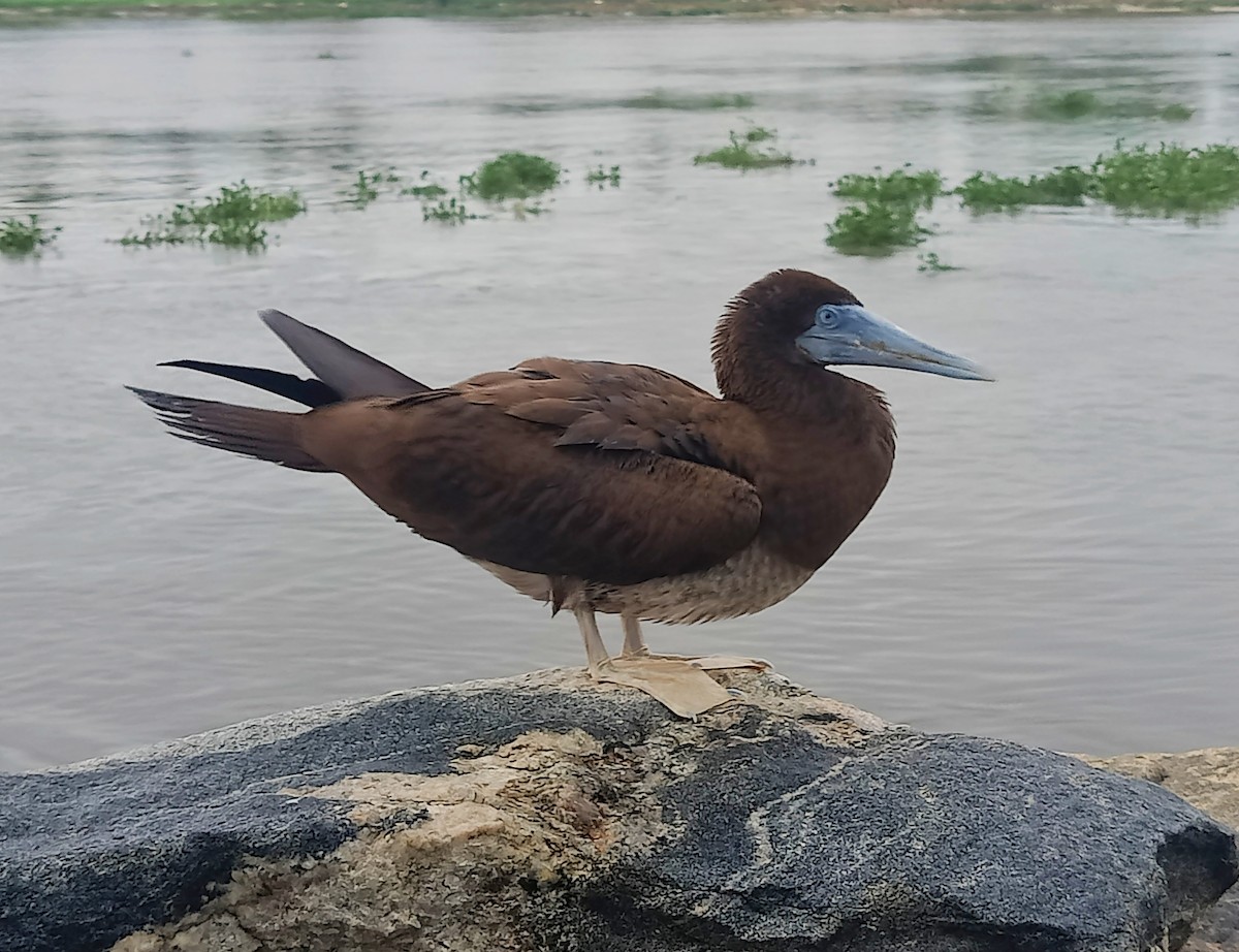 Brown Booby - ML612152519