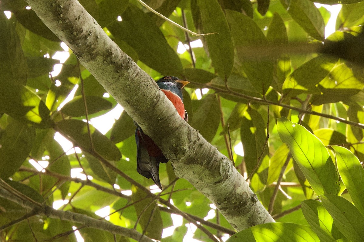 Black-tailed Trogon - ML612152522