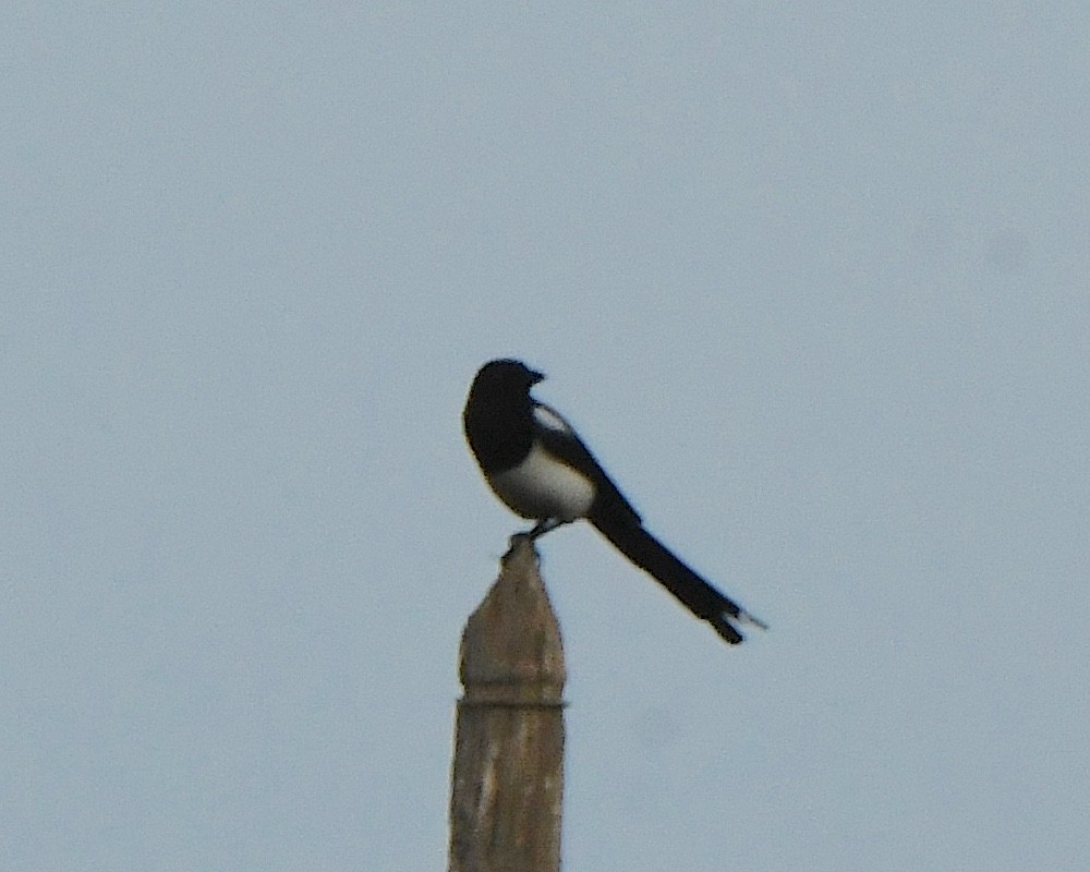 Eurasian Magpie - ML612152603