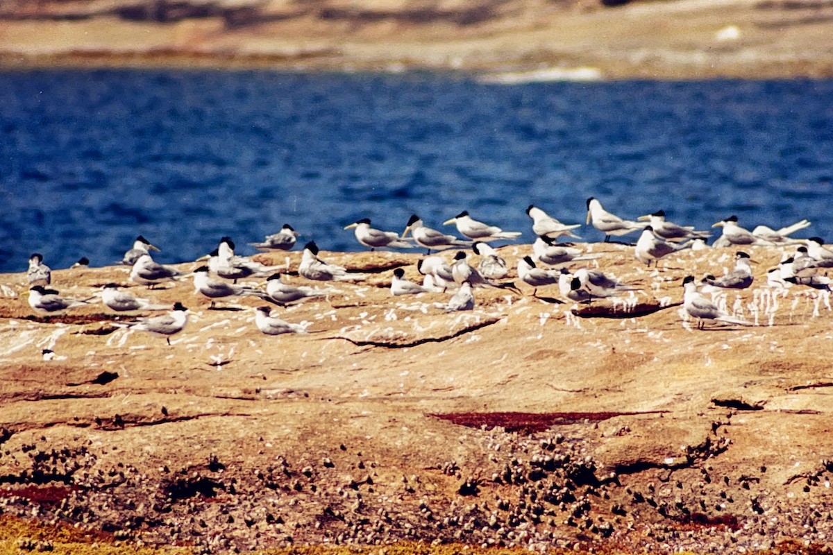 Great Crested Tern - ML612152638