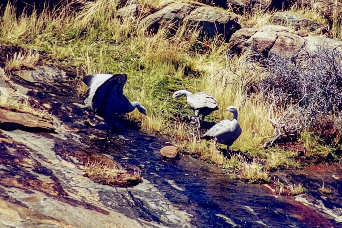 Cape Barren Goose - ML612152670