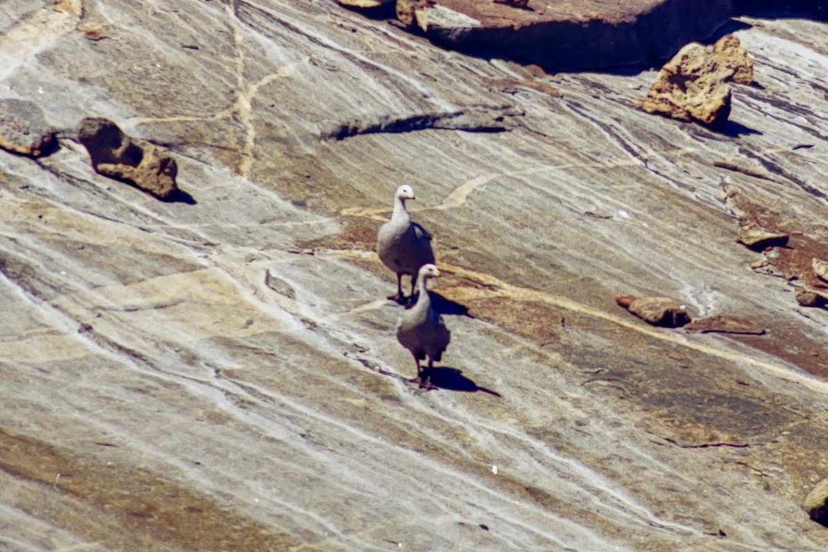 Cape Barren Goose - ML612152671