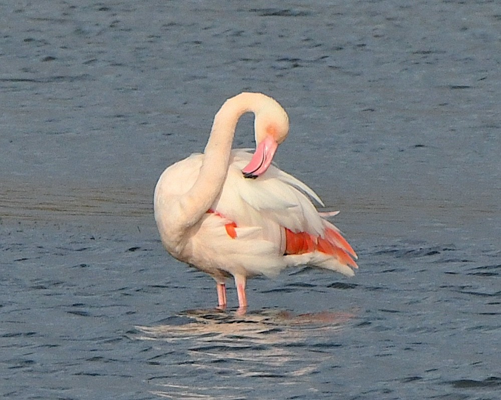 Greater Flamingo - Ted Wolff