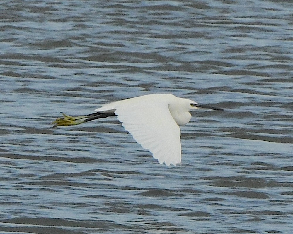 Little Egret - Ted Wolff