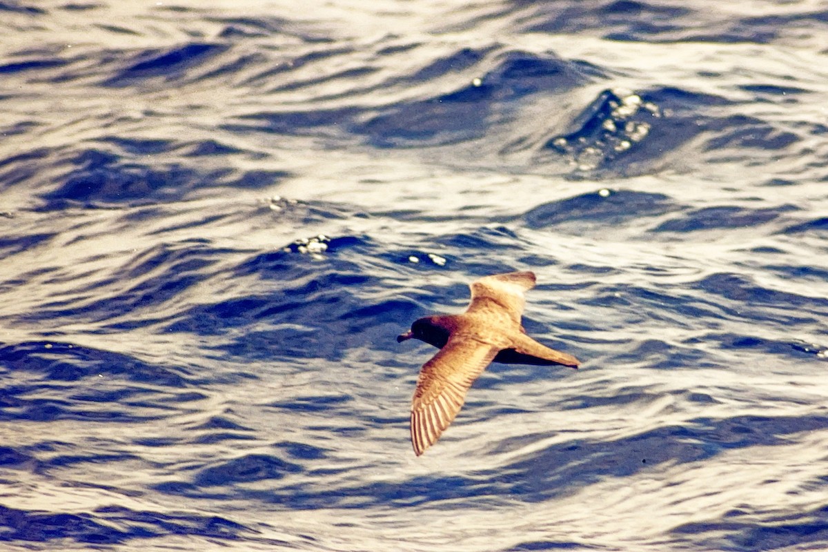 Flesh-footed Shearwater - ML612152746