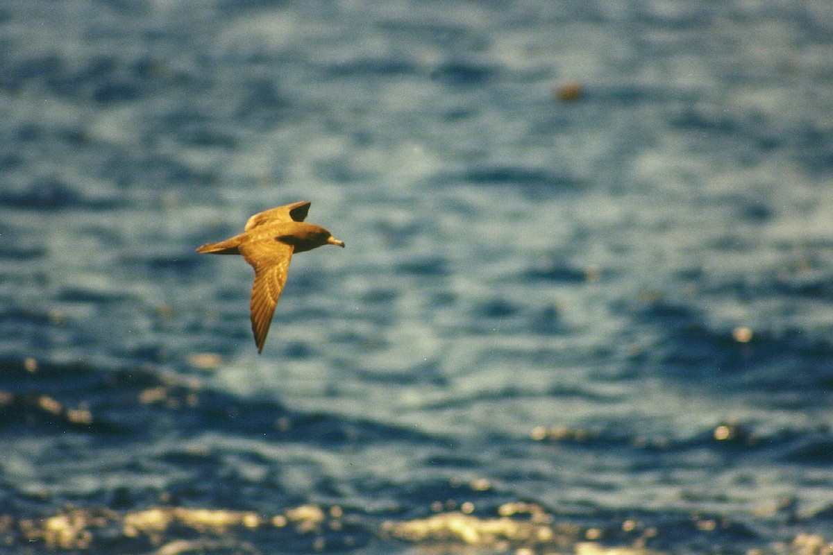 Flesh-footed Shearwater - ML612152747