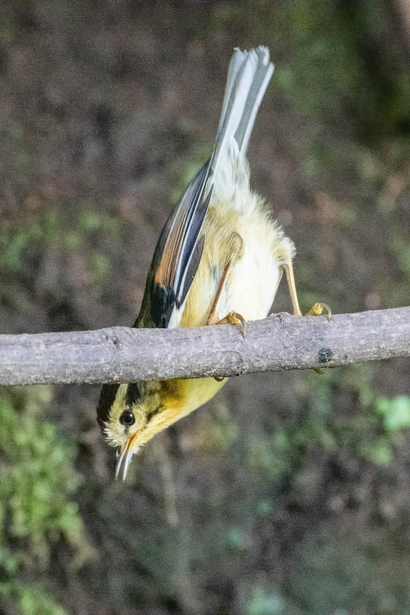 Rufous-winged Fulvetta - ML612152753