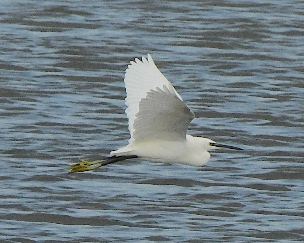 Little Egret - ML612152764