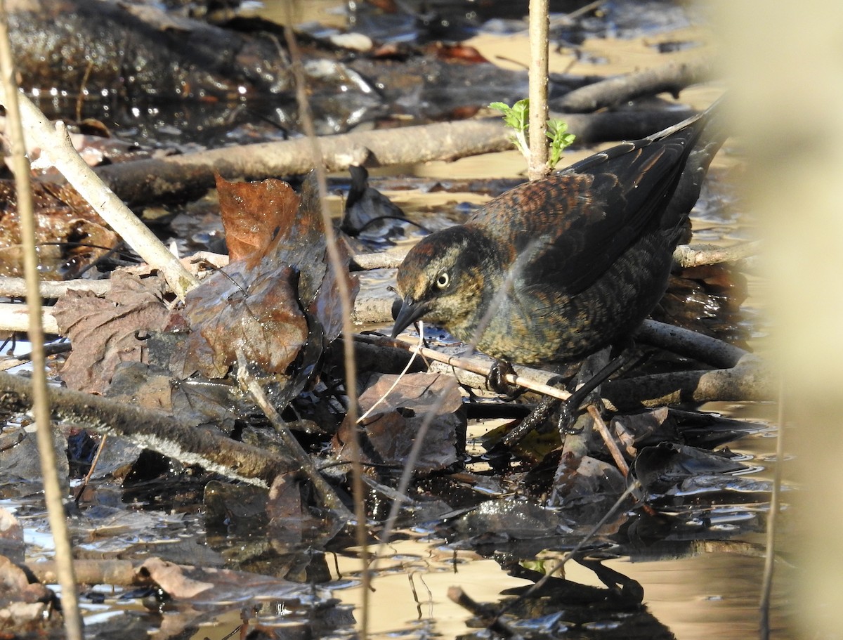 Rusty Blackbird - ML612152774