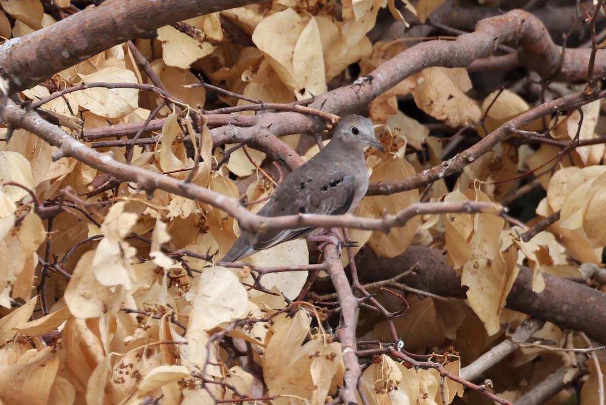 Plain-breasted Ground Dove - ML612152775